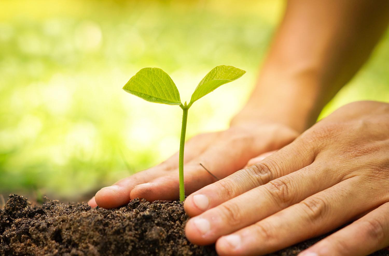 Plant and nurture the tree of your happiness – ENC NEWS