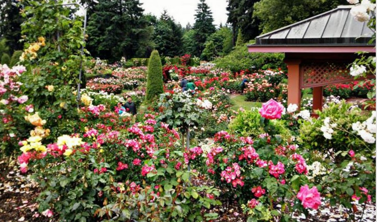 Magnificent San José Municipal Rose Garden ENC NEWS